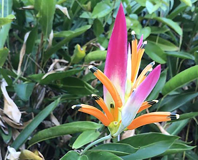 A wild flower.