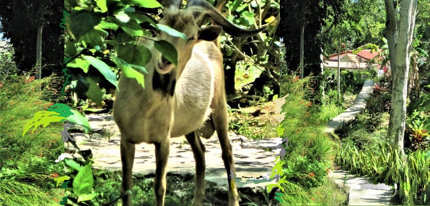 Photograph of  a goat in Cuba