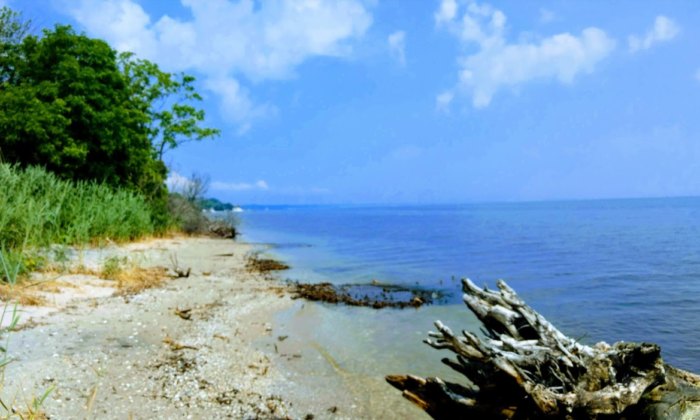 A view from Flag Ponds Nature park looking out at the Chesapeke bay
