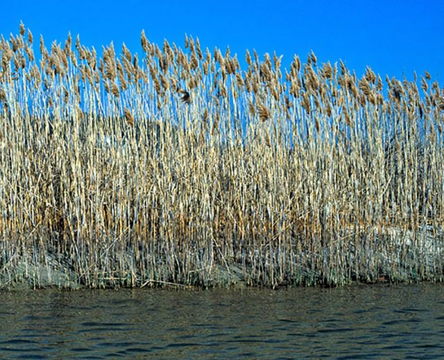 InvasiveSpecies - 1