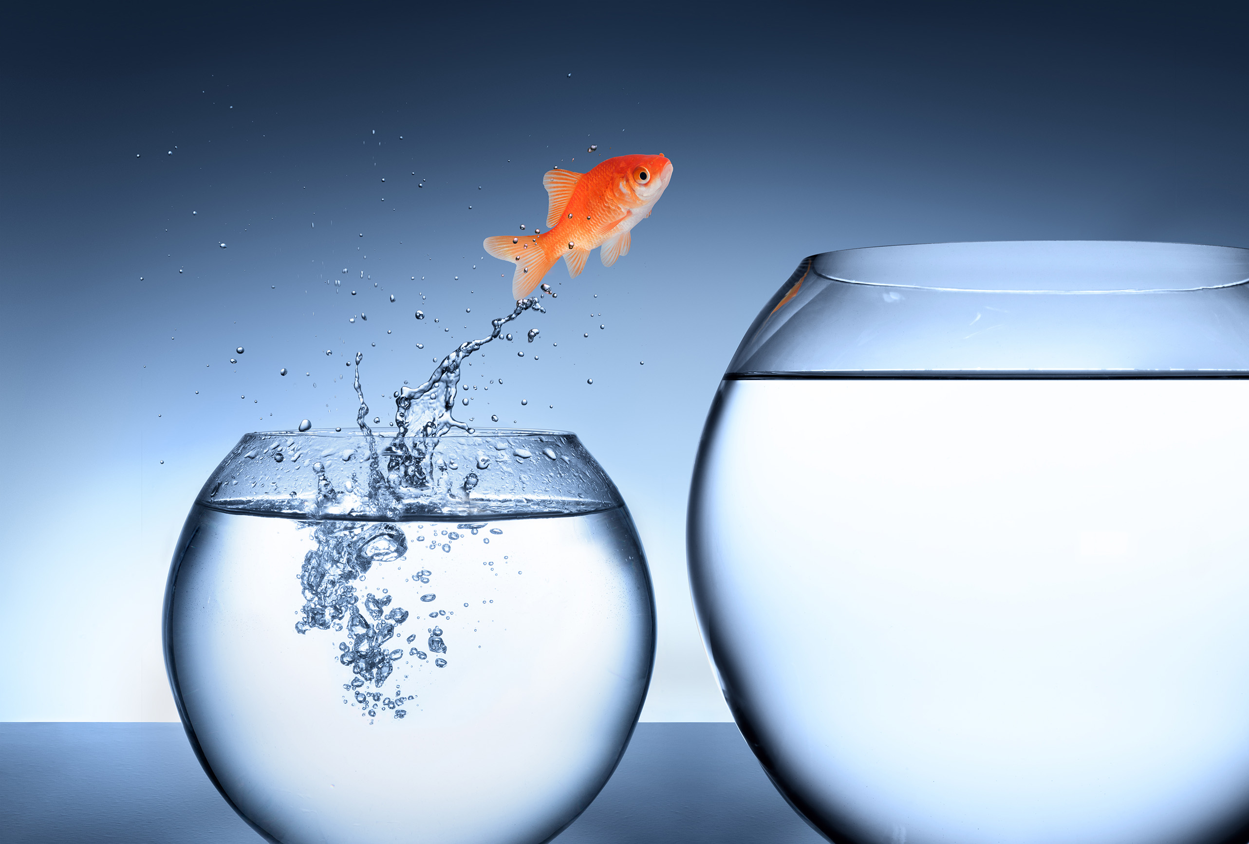 A goldfish jumping into a larger bowl.