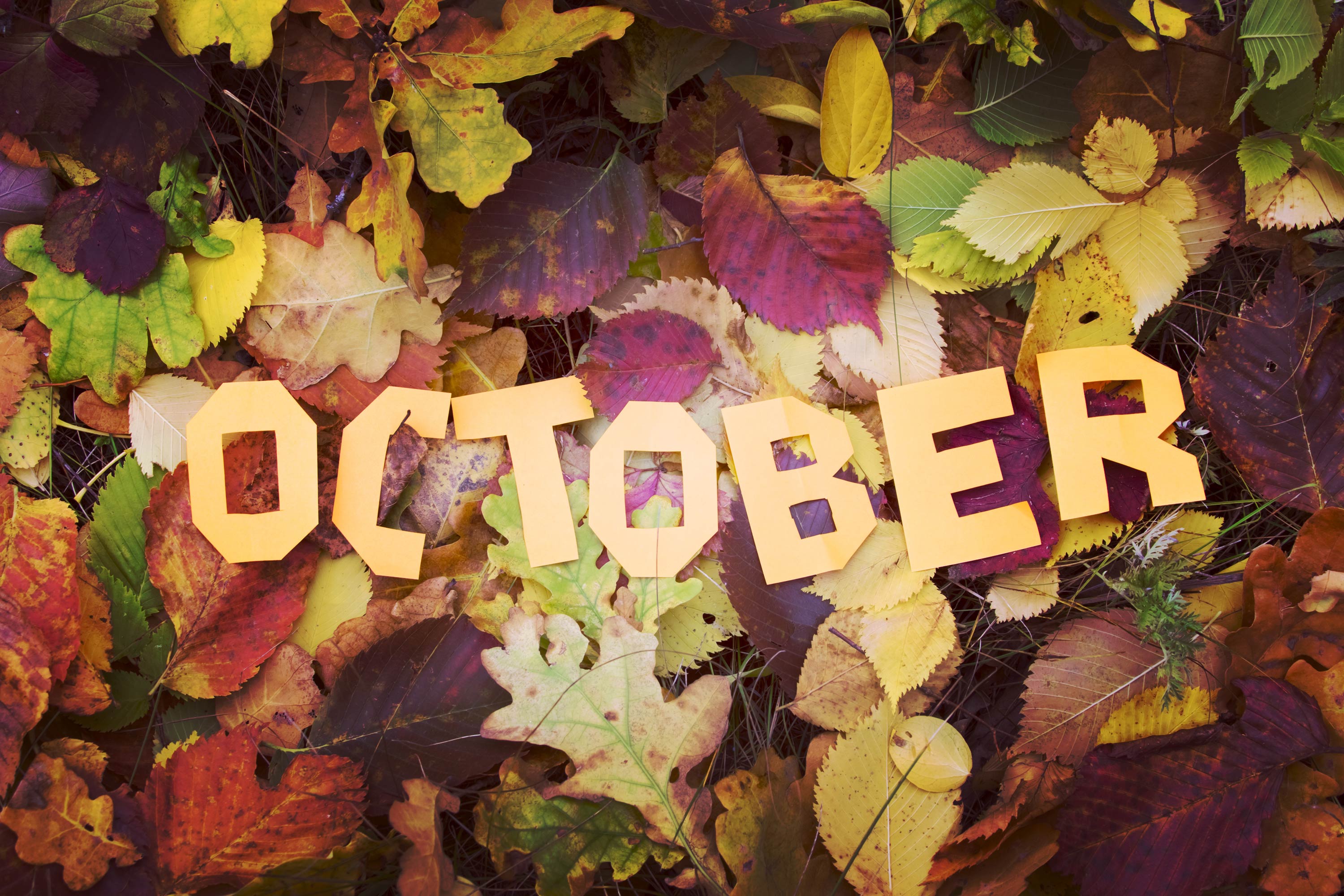 A bundle of leaves with the word october in them.